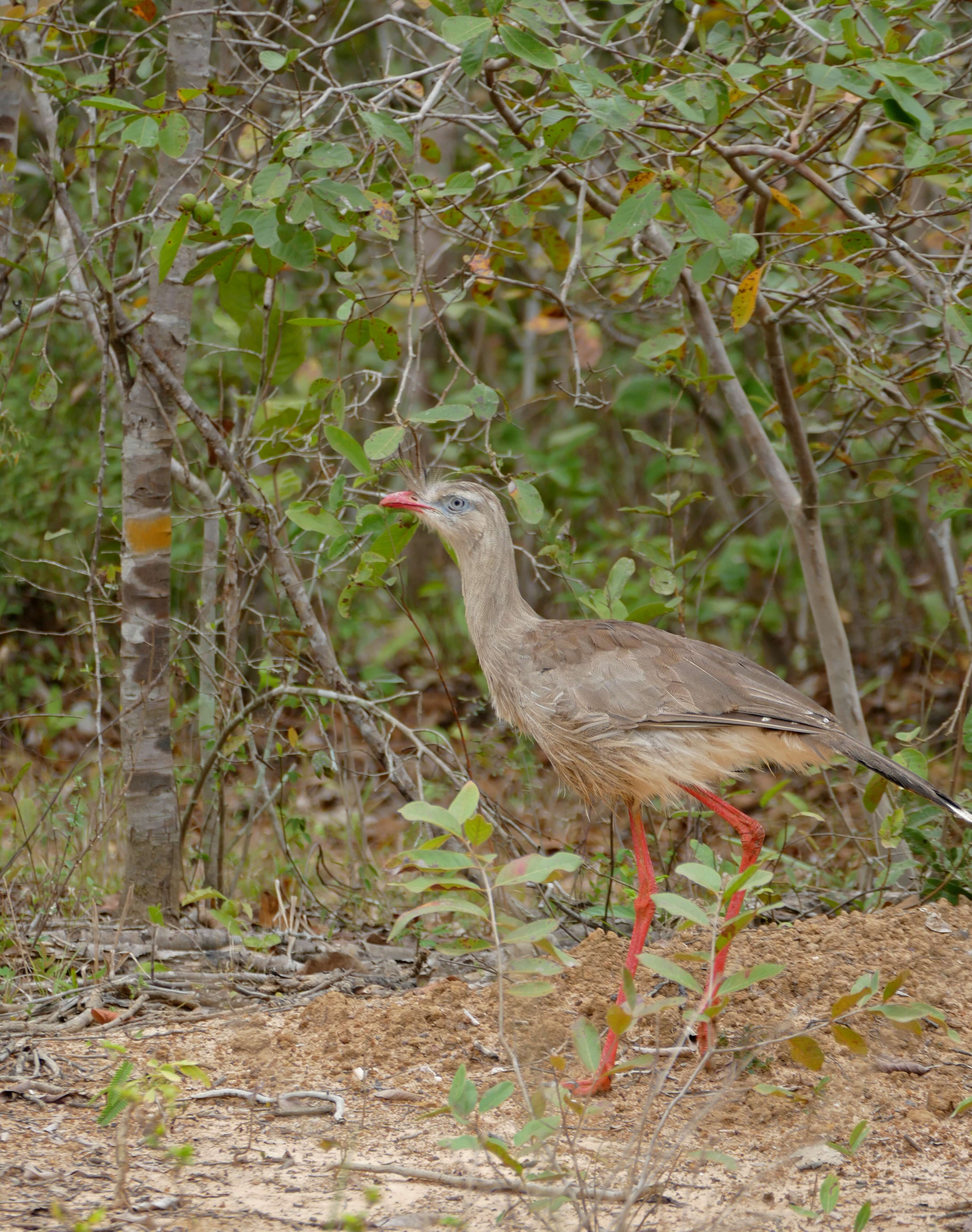 Image of Cariama Brisson 1760