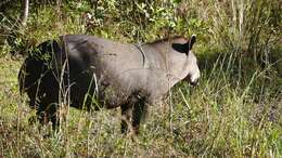 Image of Brazilian Tapir