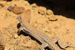 Image of Small-spotted lizard