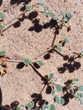 Tiquilia plicata (Torr.) A. Richards. resmi