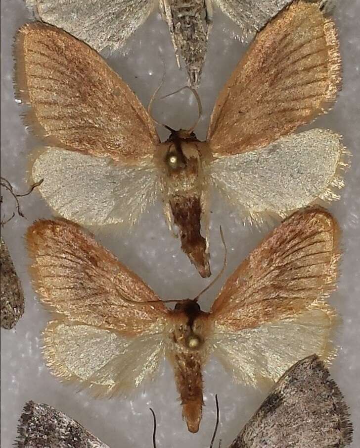 Image of Warm-chevroned Moth