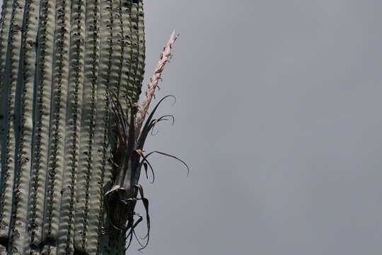 Image of Tillandsia califani Rauh