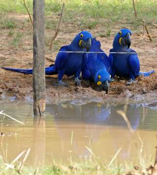 Image of Hyacinth Macaw