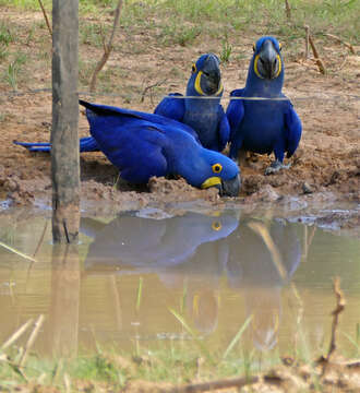 Image of Hyacinth Macaw