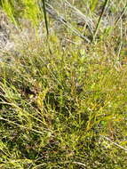 Image of Centella virgata (L. fil.) Drude