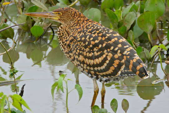 Image of Rufescent Tiger Heron