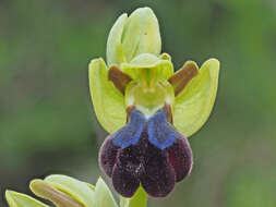 Image of Ophrys fusca subsp. iricolor (Desf.) K. Richt.