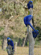 Image of Hyacinth Macaw