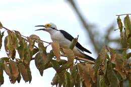 Image of White Woodpecker