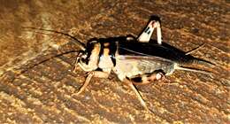 صورة Brachytrupes membranaceus (Drury 1770)