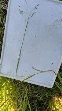 Image of Arctic-Hair Grass