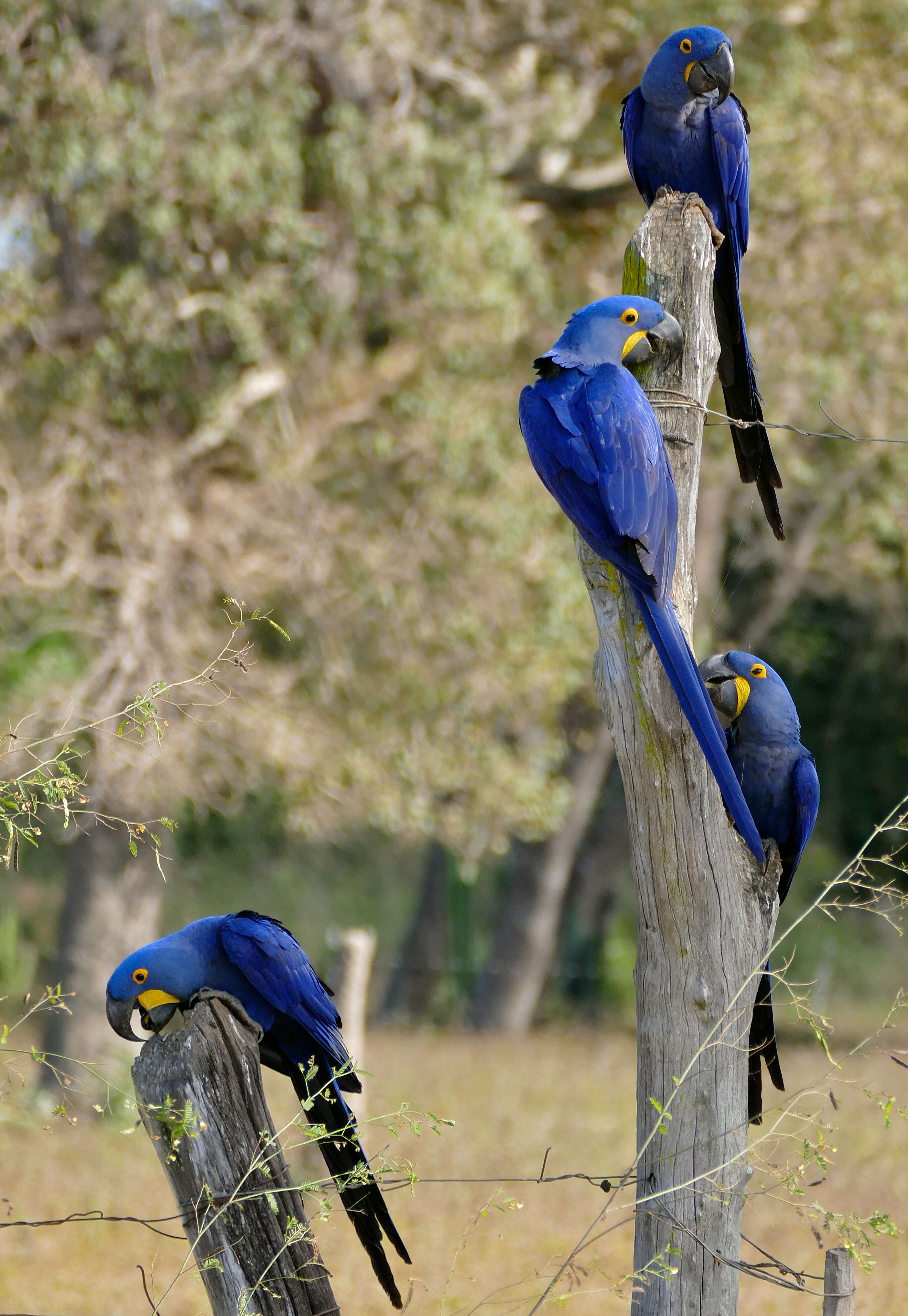 Image of Hyacinth Macaw