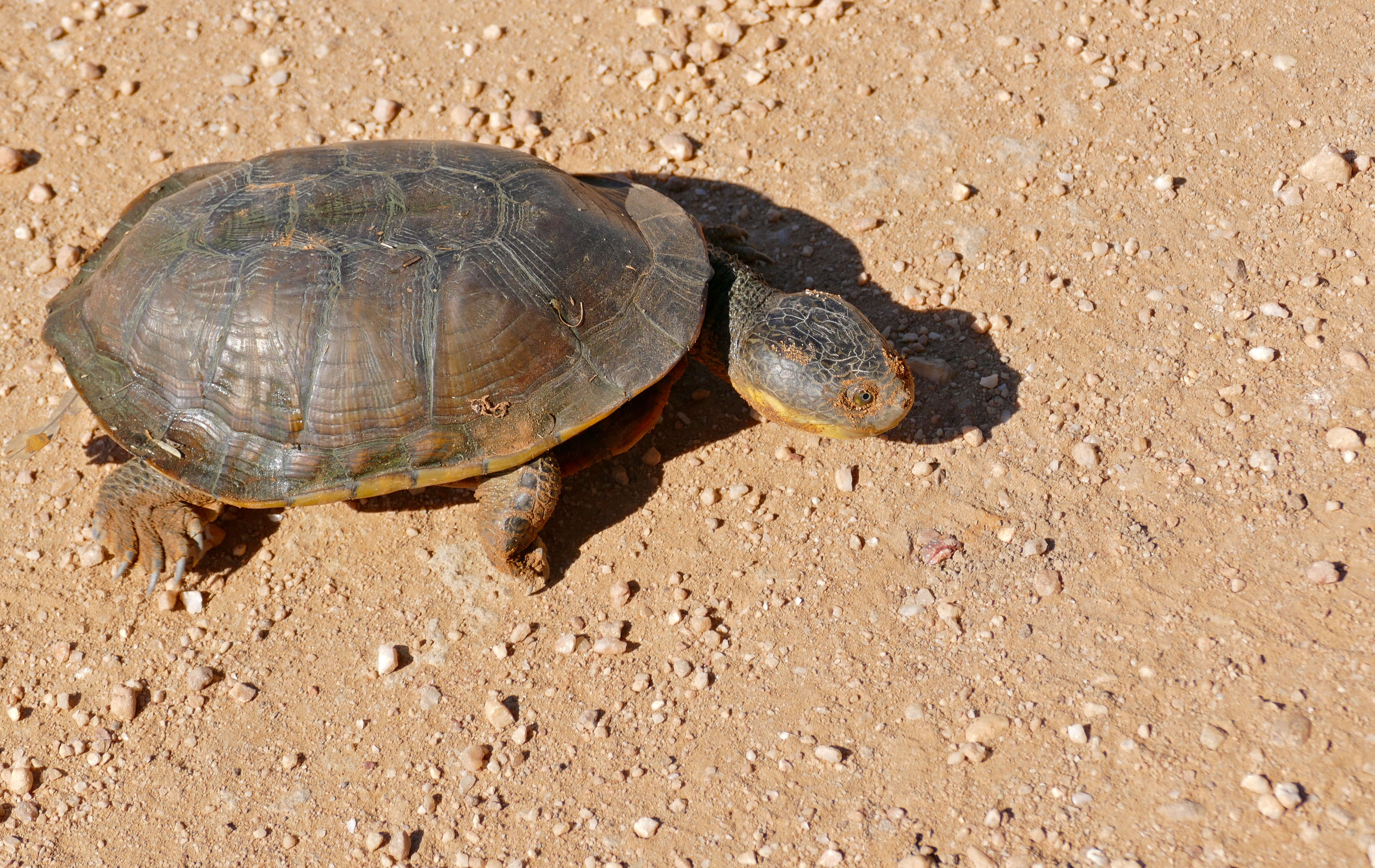 Imagem de Acanthochelys macrocephala (Rhodin, Mittermeier & Mcmorris 1984)