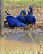 Image of Hyacinth Macaw