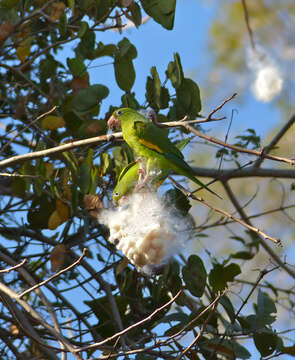 Image of Yellow-chevroned Parakeet