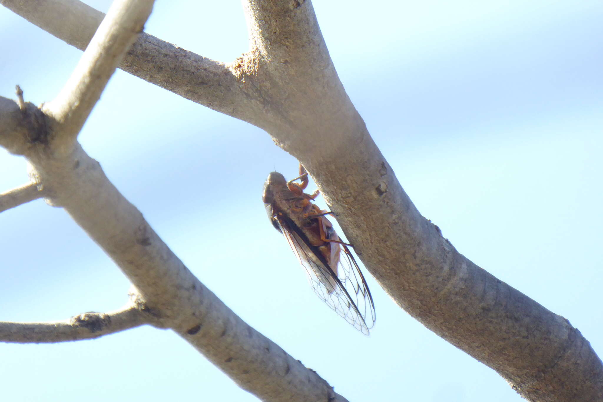 Image de Psaltoda plaga (Walker & F. 1850)