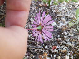 Image of Lampranthus peacockiae (L. Bol.) L. Bol.