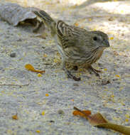 Image of Saffron Finch