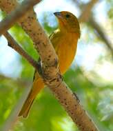 Image of Saffron Finch