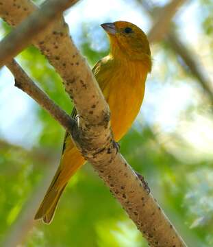 Image of Saffron Finch