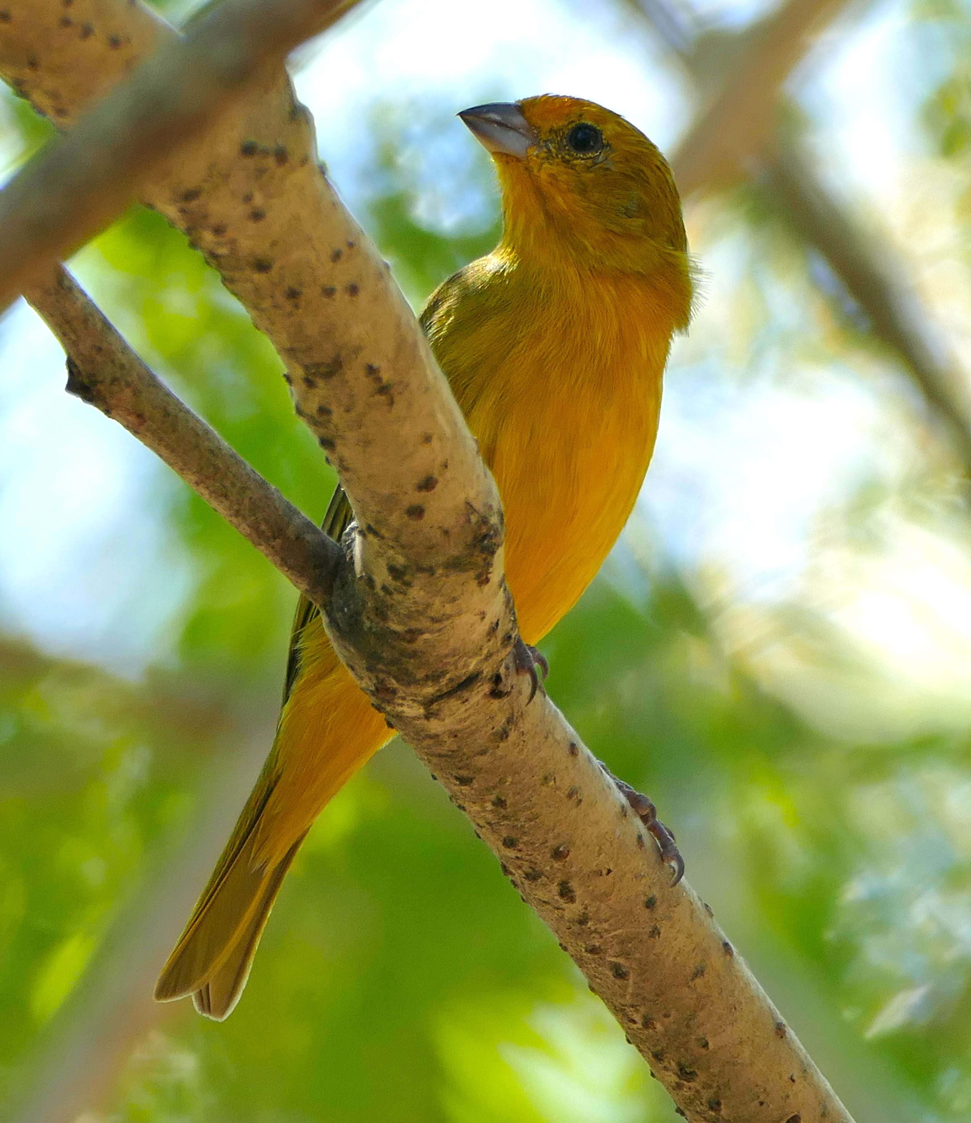 Image of Saffron Finch