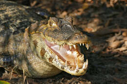 Image of Yacare caiman