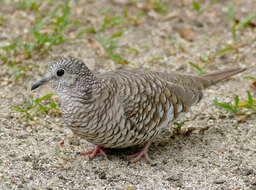 Image of Scaled Dove