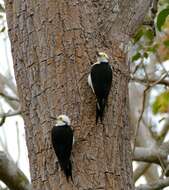 Image of White Woodpecker