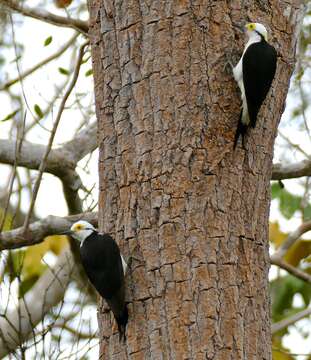 Image of White Woodpecker