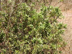 Image of Bonellia macrocarpa subsp. pungens (A. Gray) B. Ståhl & Källersjö