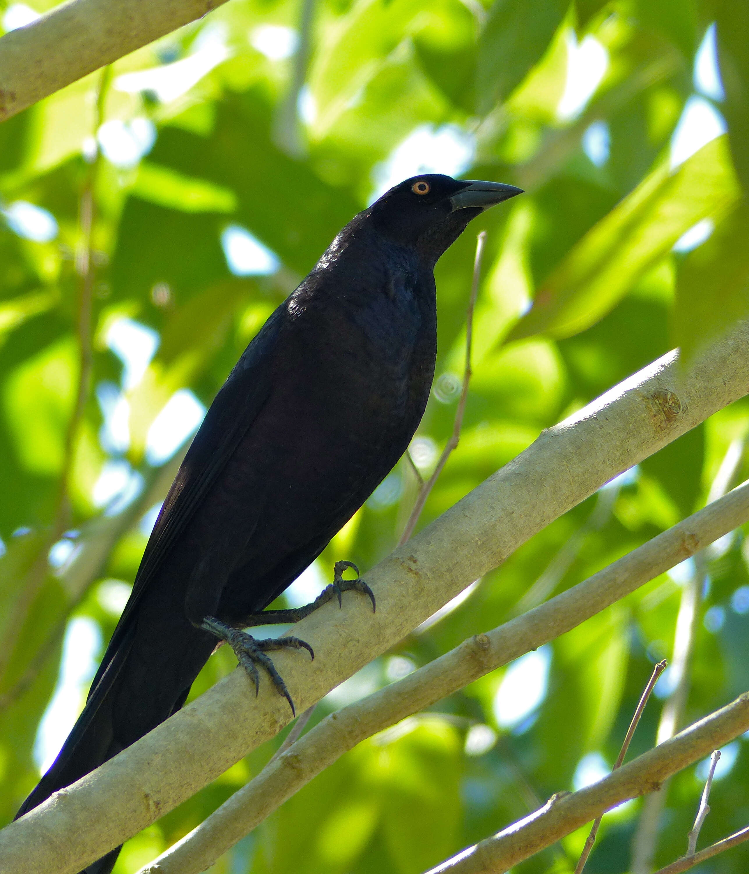 Image of Giant Cowbird