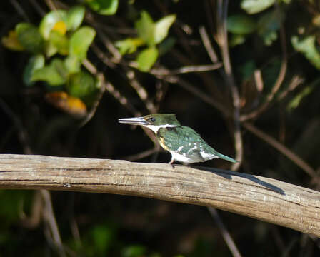 Image of Green Kingfisher