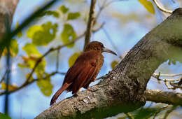 Image of Great Rufous Woodcreeper