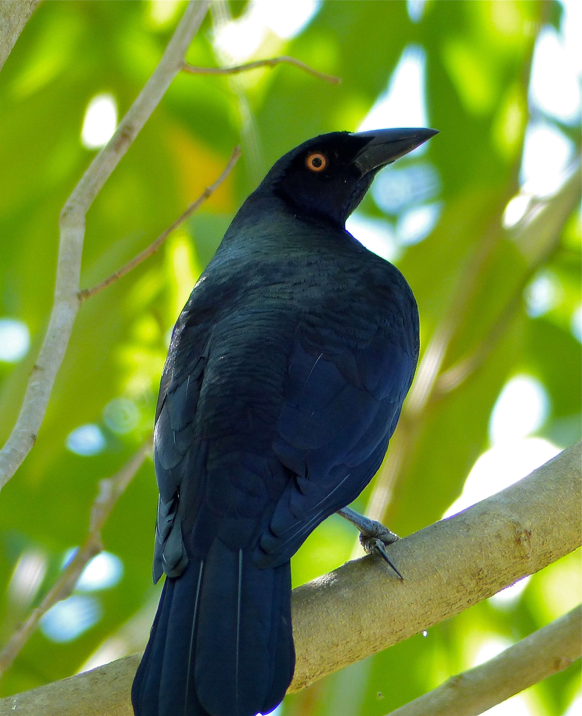 Image of Giant Cowbird