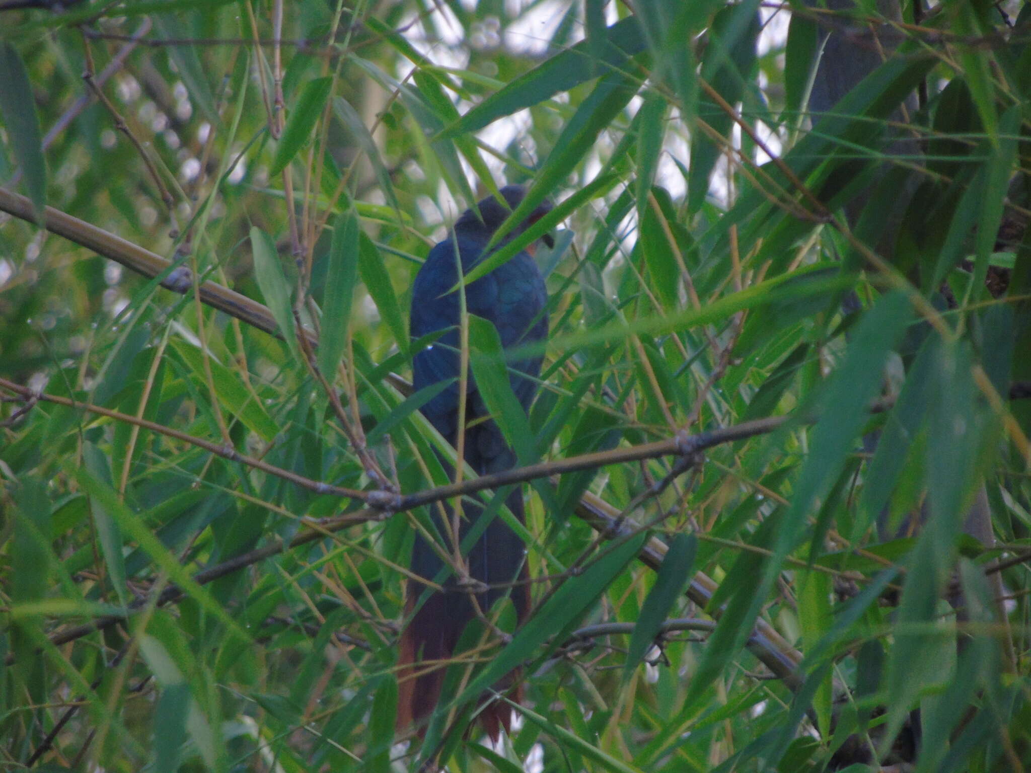 صورة Phaenicophaeus curvirostris (Shaw 1810)