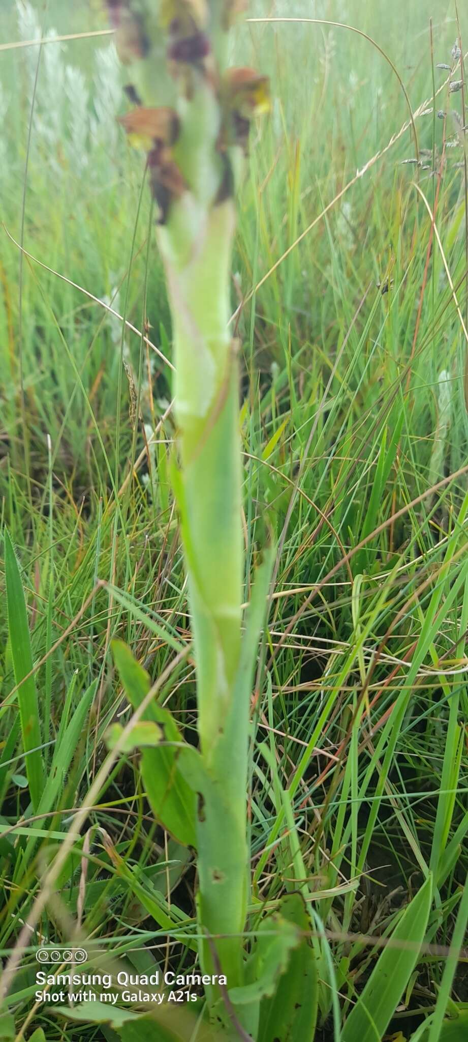 Image of Disa versicolor Rchb. fil.