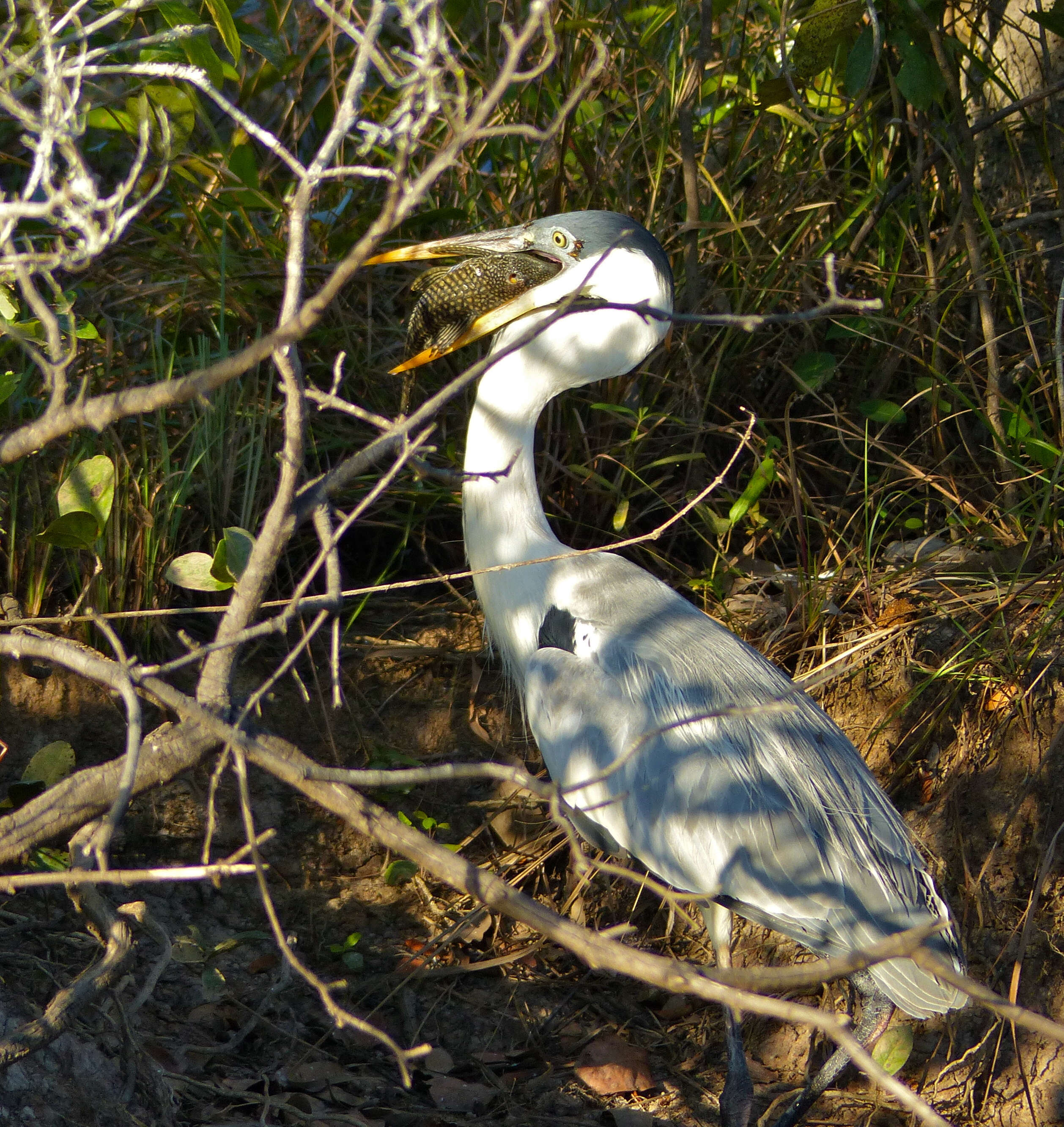 Image of Cocoi Heron