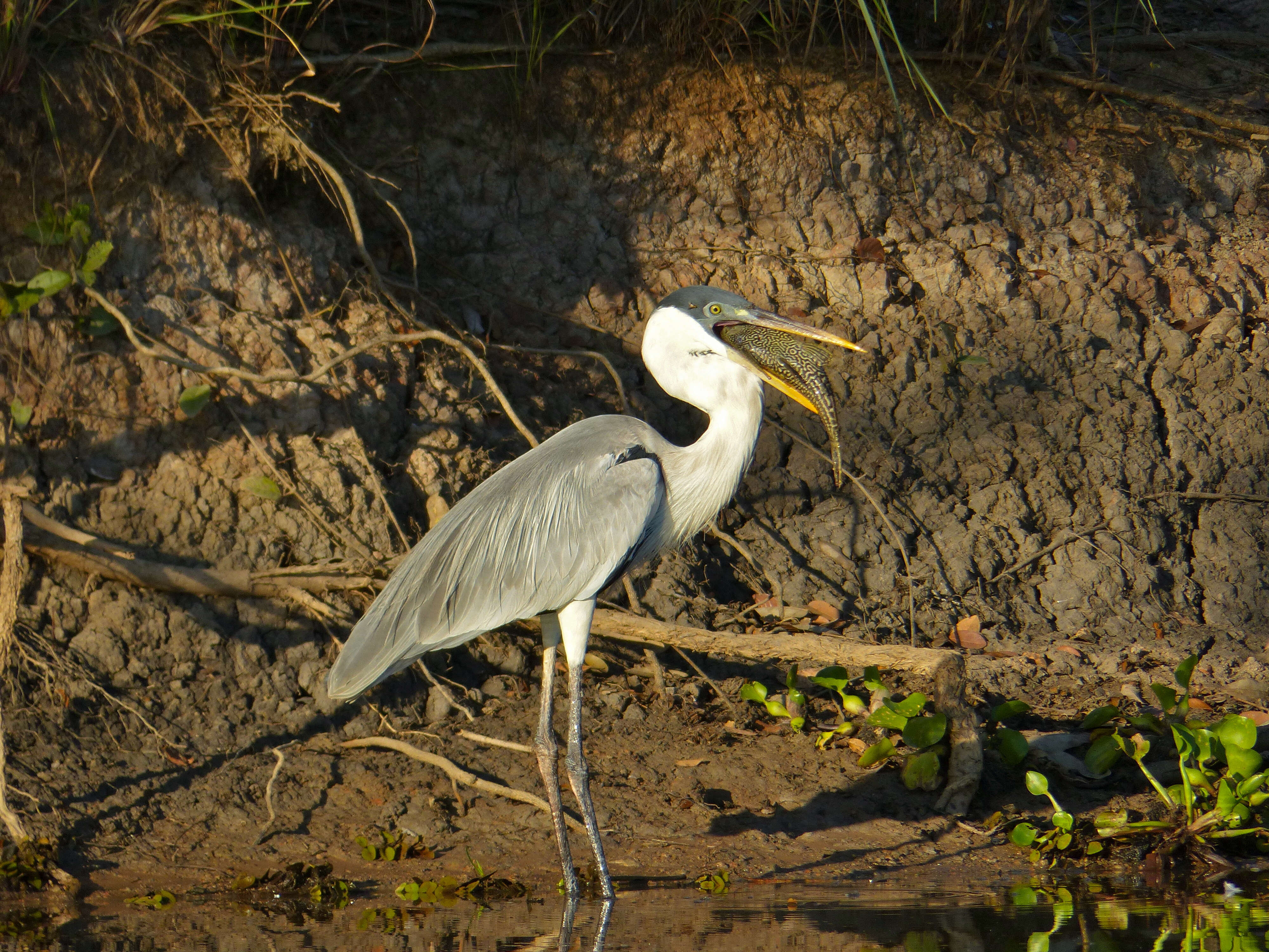 Image of Cocoi Heron