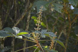 Image of Oreopanax echinops (Schltdl. & Cham.) Decne. & Planch.