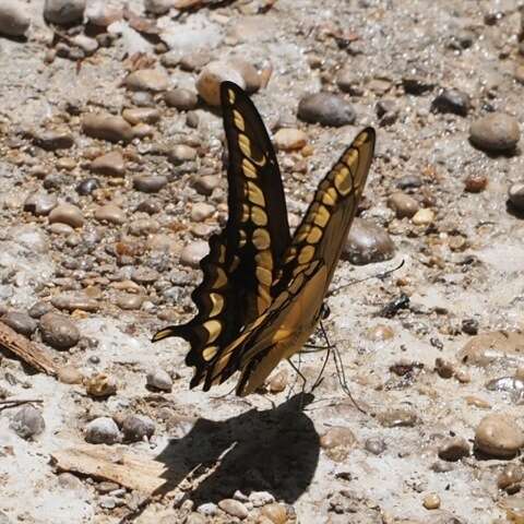 Image of Thoas Swallowtail