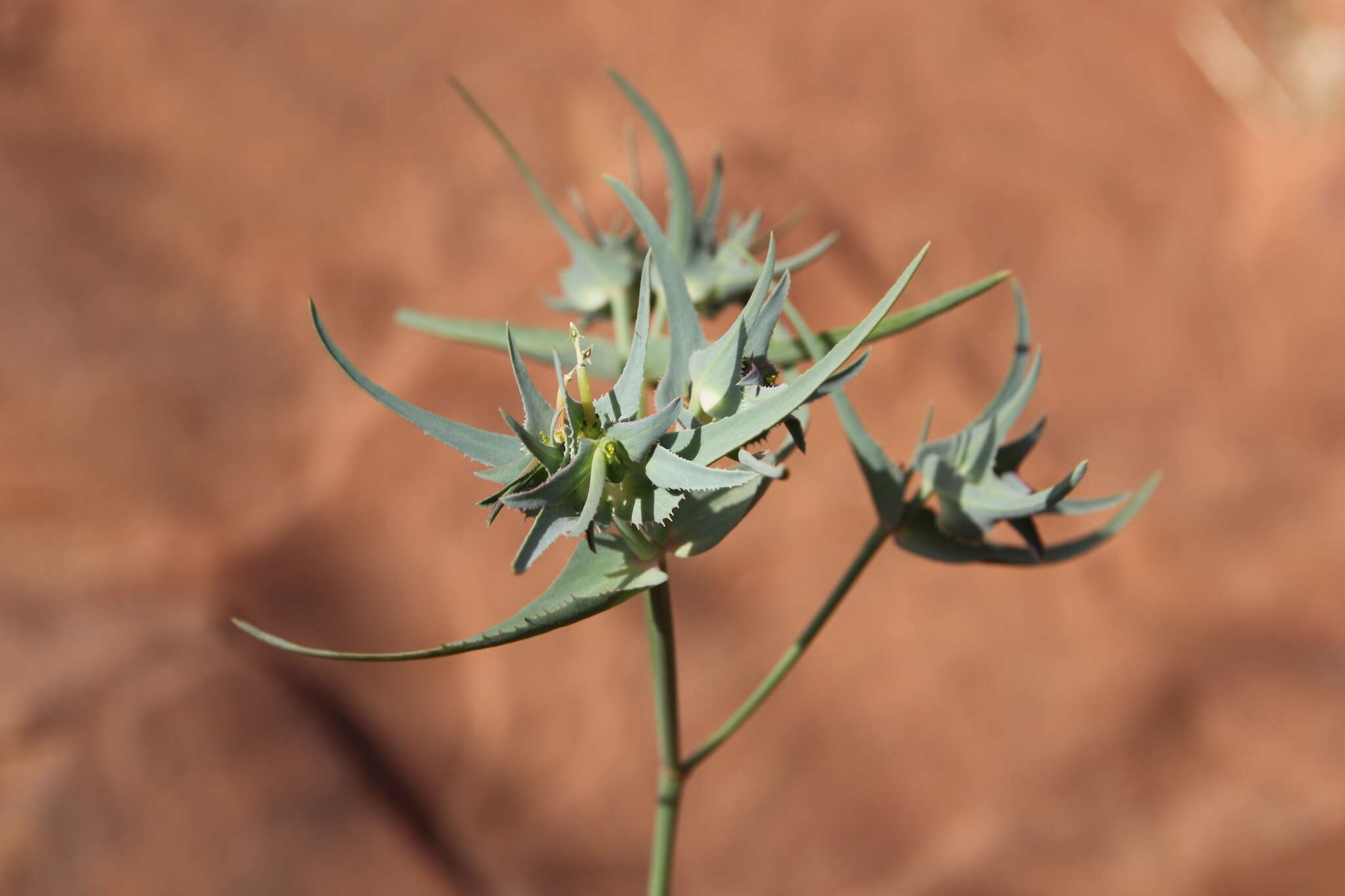 Euphorbia retusa Forssk. resmi