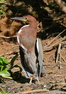 Image of Rufescent Tiger Heron