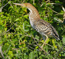 Image of Rufescent Tiger Heron