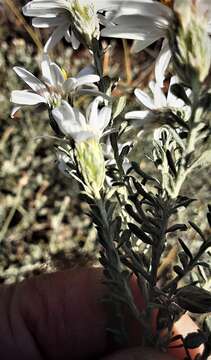 Image of Olearia pimeleoides (DC.) Benth.