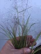 Sivun Agrostis montevidensis Spreng. ex Nees kuva