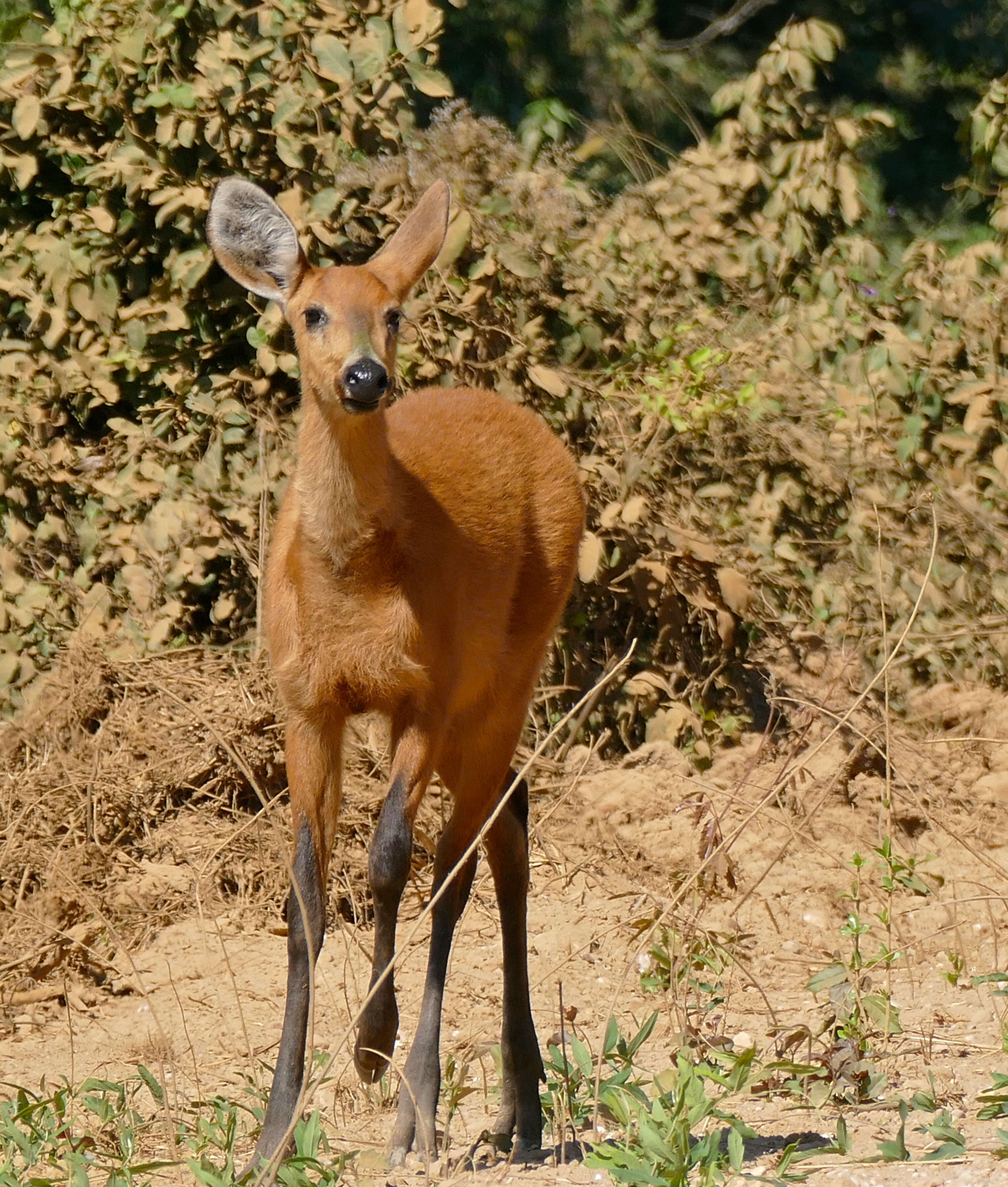 Image of Blastocerus Wagner 1844