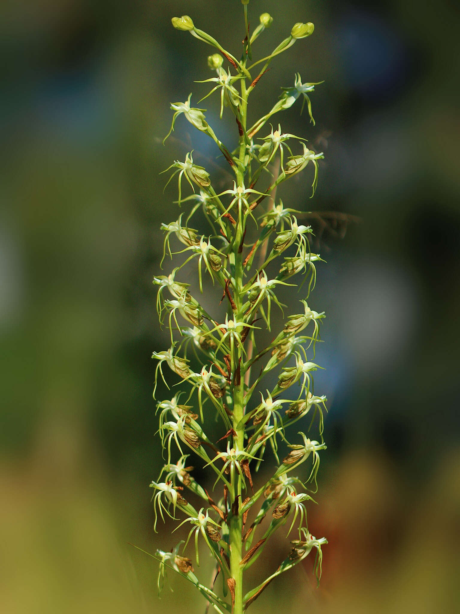 Image de Habenaria nyikana Rchb. fil.