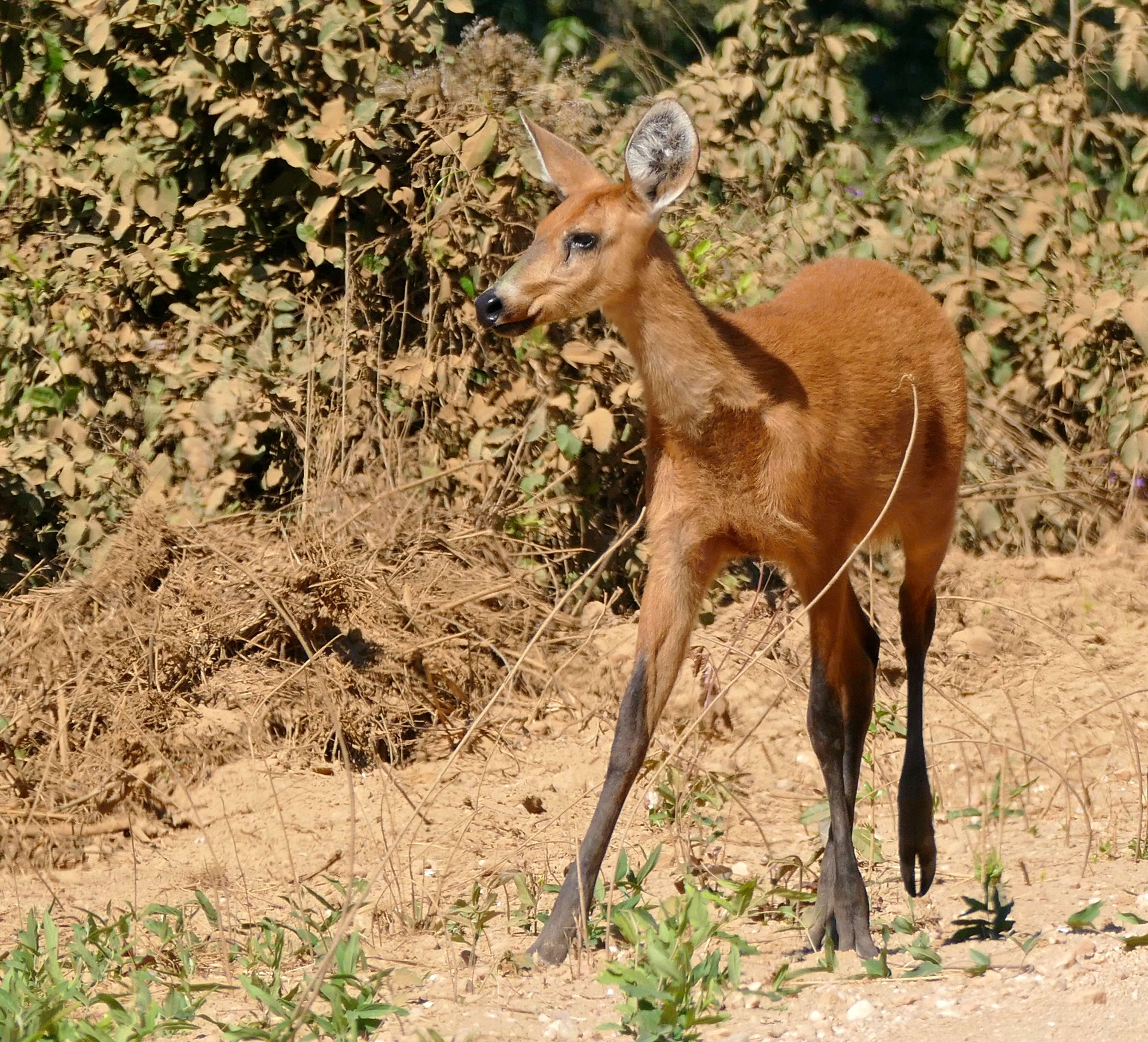 Image of Blastocerus Wagner 1844