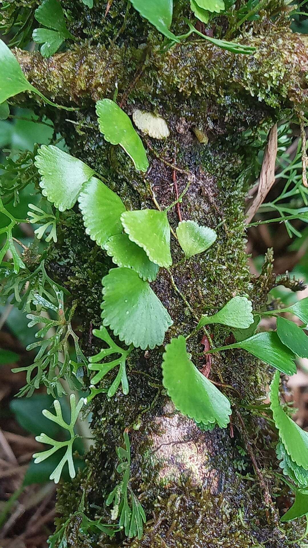 Image of Elaphoglossum peltatum f. standleyi (Maxon) Mickel