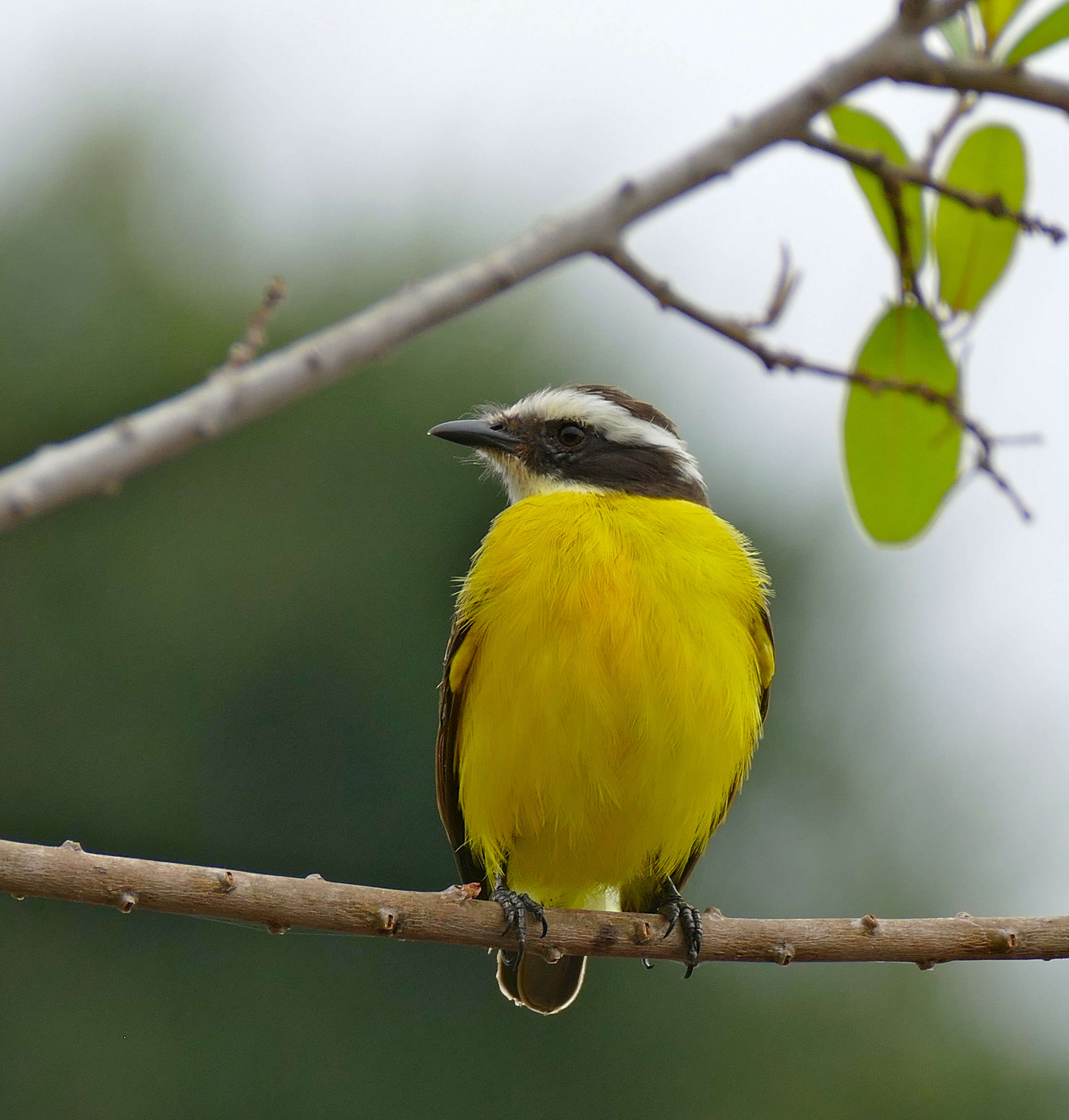 Image of Rusty-margined Flycatcher